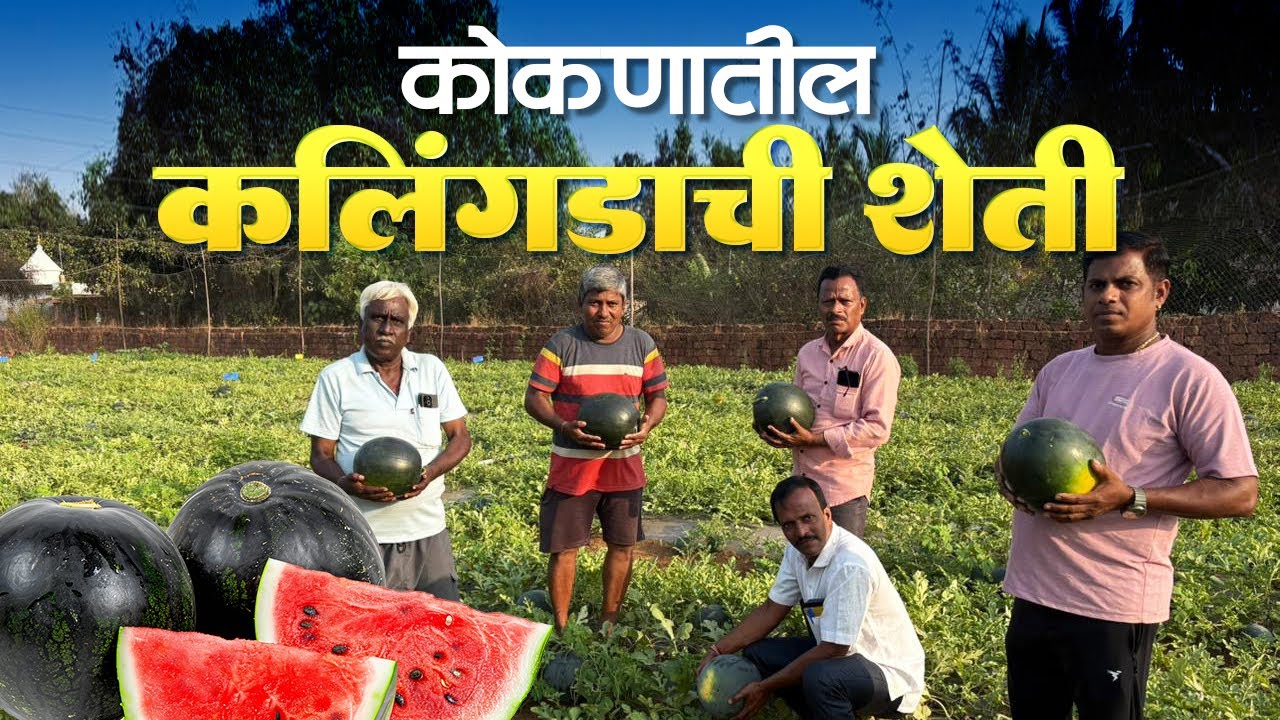कोकणातील कलिंगडाची शेती | watermelon farming 