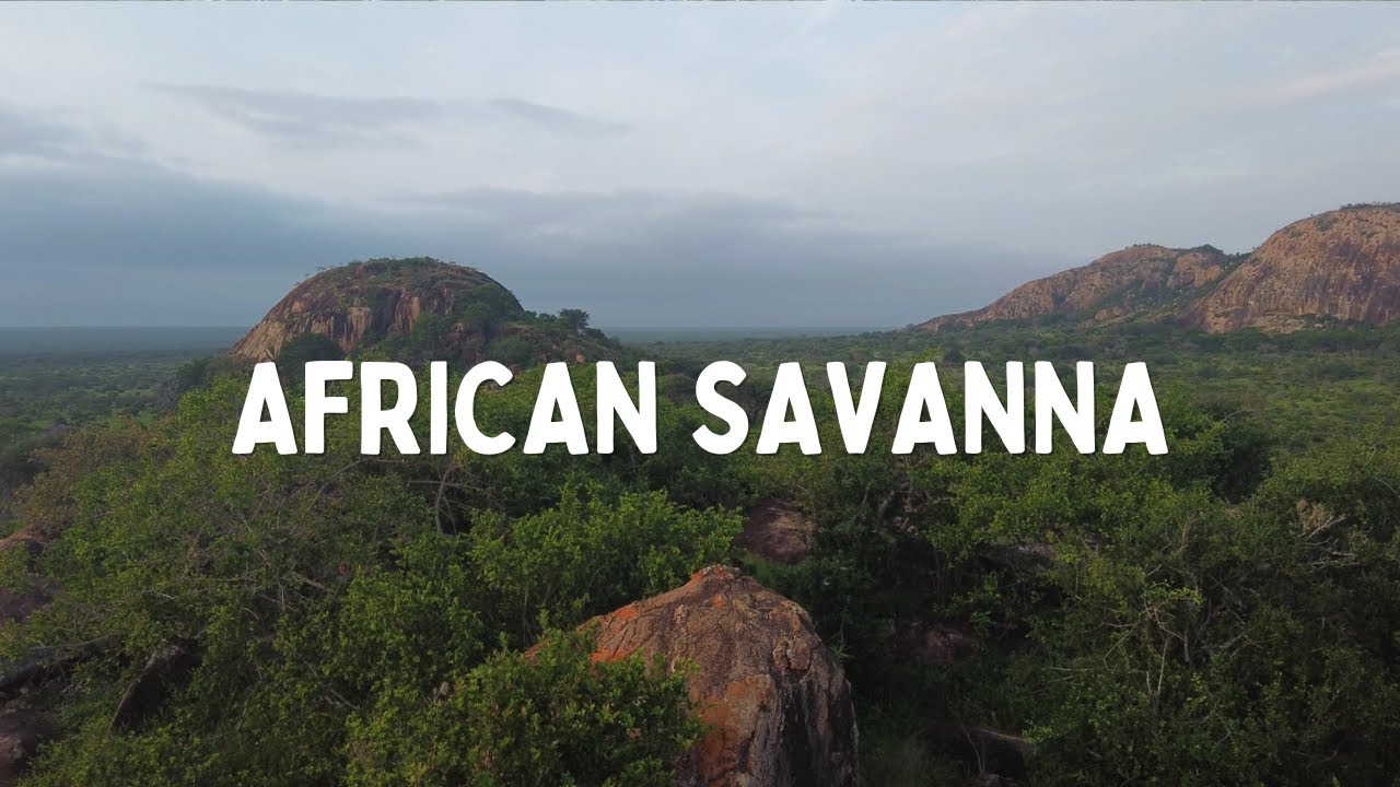 Savanna Hills: Nature Sounds of Africa - Relaxing Bird Chorus