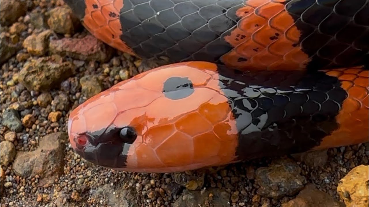 Esta hermosa serpiente coral VERDADERA es muy VENENOSA!