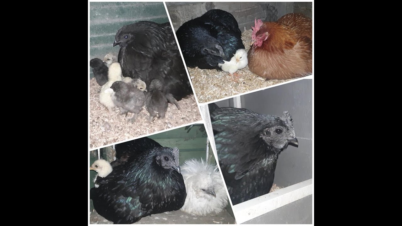 Het mysterie van de Ayam Cemani's.