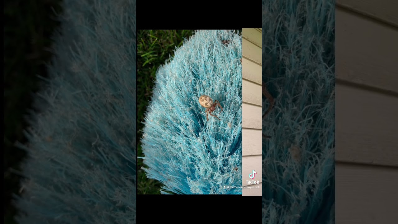Spider Extermination Before & After | Cobweb Removal | Slayer Pest Control