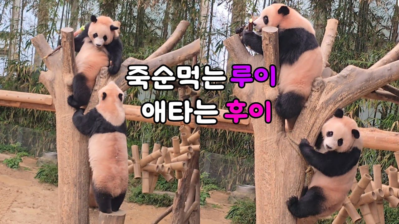 [ep.753]언니 혼자 죽순 먹어서  애가타는 후이♡25.06.30