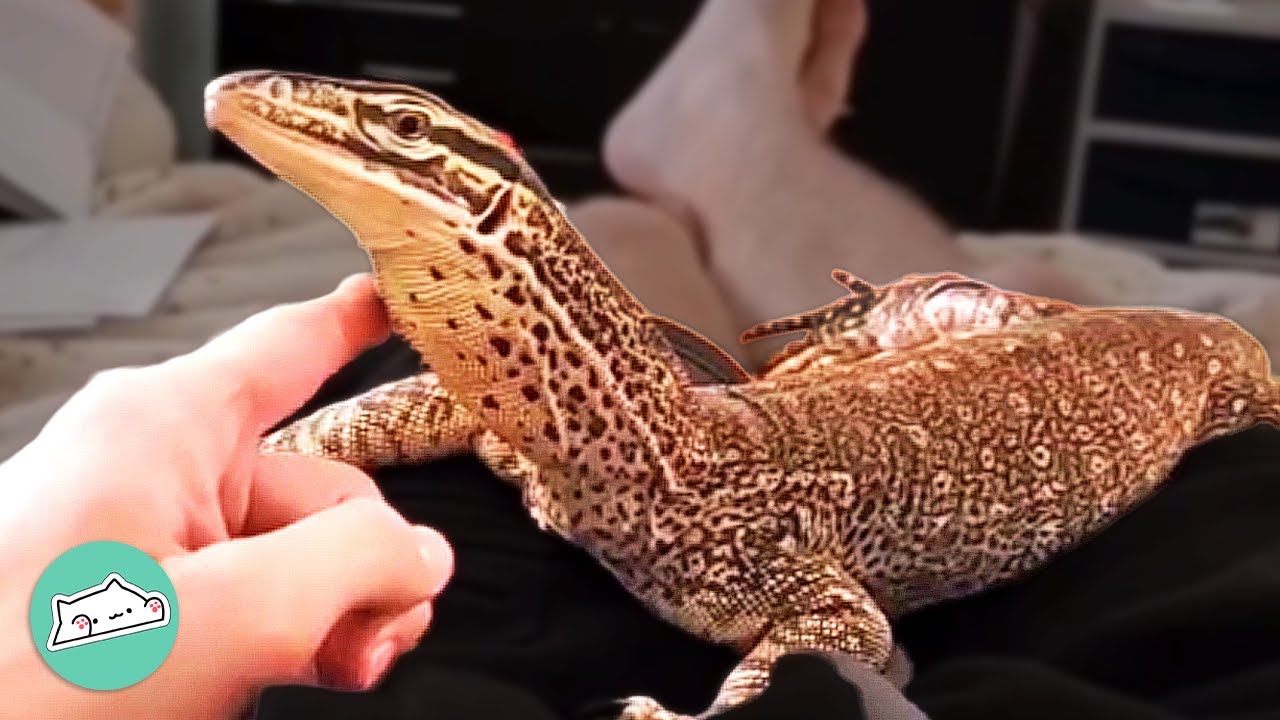 Sassy Lizard Won't Let Man Catch A Break From His Affection | Cuddle Buddies