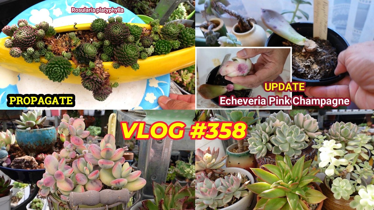 Суккуленты: размножение в конце лета (Cotyledon и Rosularia platyphylla) | Видеоблог #358