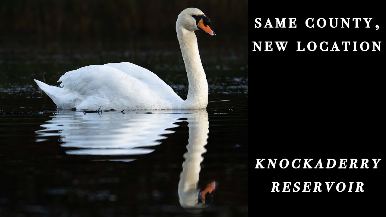 Knockaderry Reservoir | Waterford Wildlife