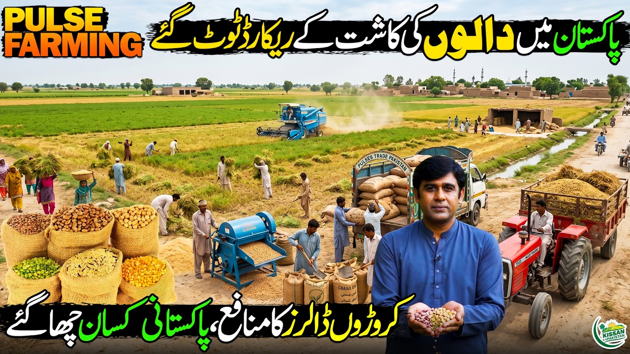 Pulses Cultivation in Pakistan | Farming, Production & Profit Guide 🇵🇰 | Kissan Ka Pakistan