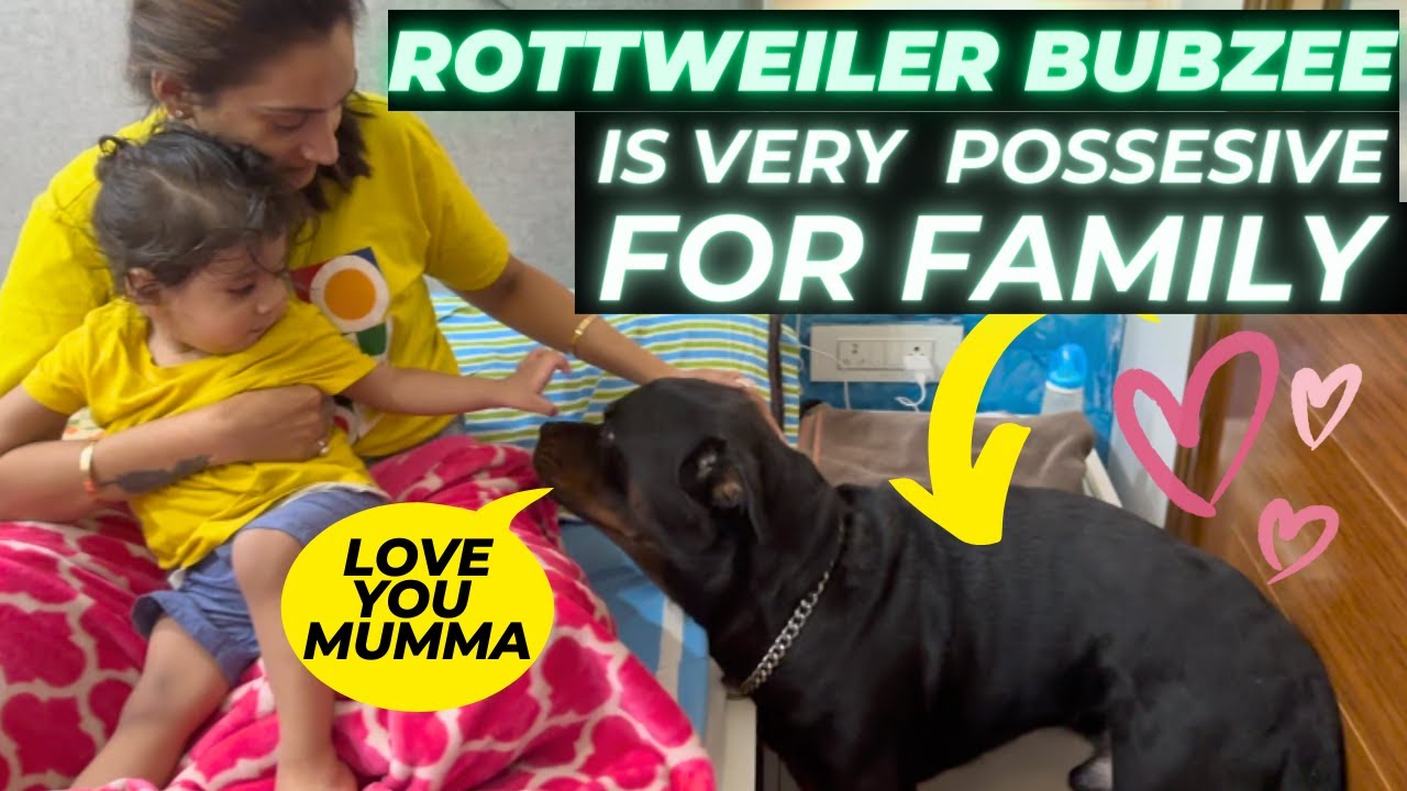 Rottweiler Bubzee Gets Emotional With Family: Bubzee Is Possesive For Mumma, Jeh & Shivaay