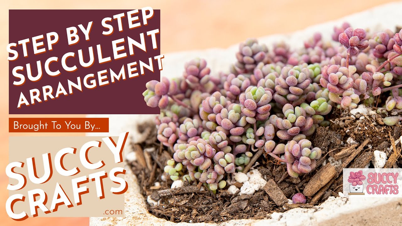 How to Simply Arrange Sedum Minor