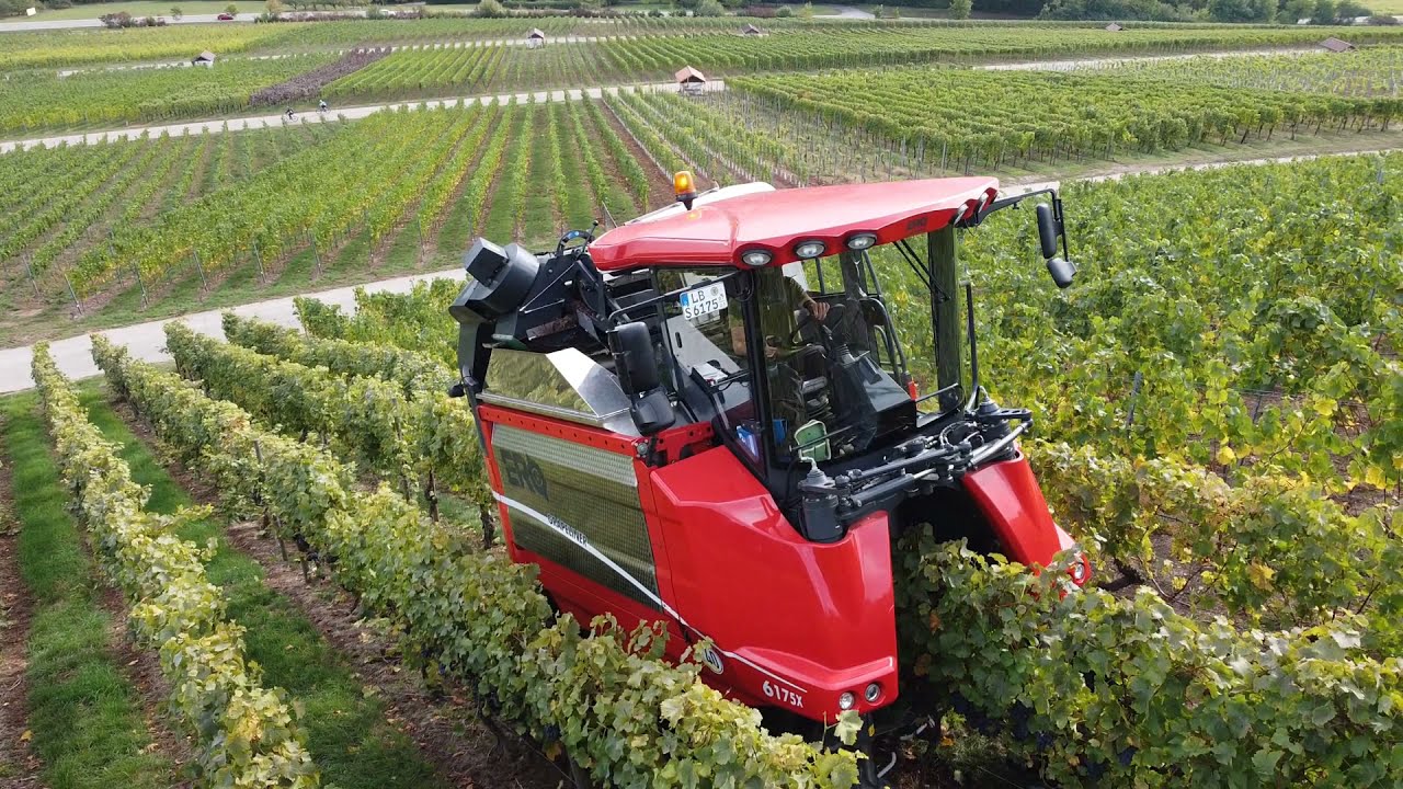ERO Traubenvollernter /GRAPELINER 6175X/ Ernte 2020