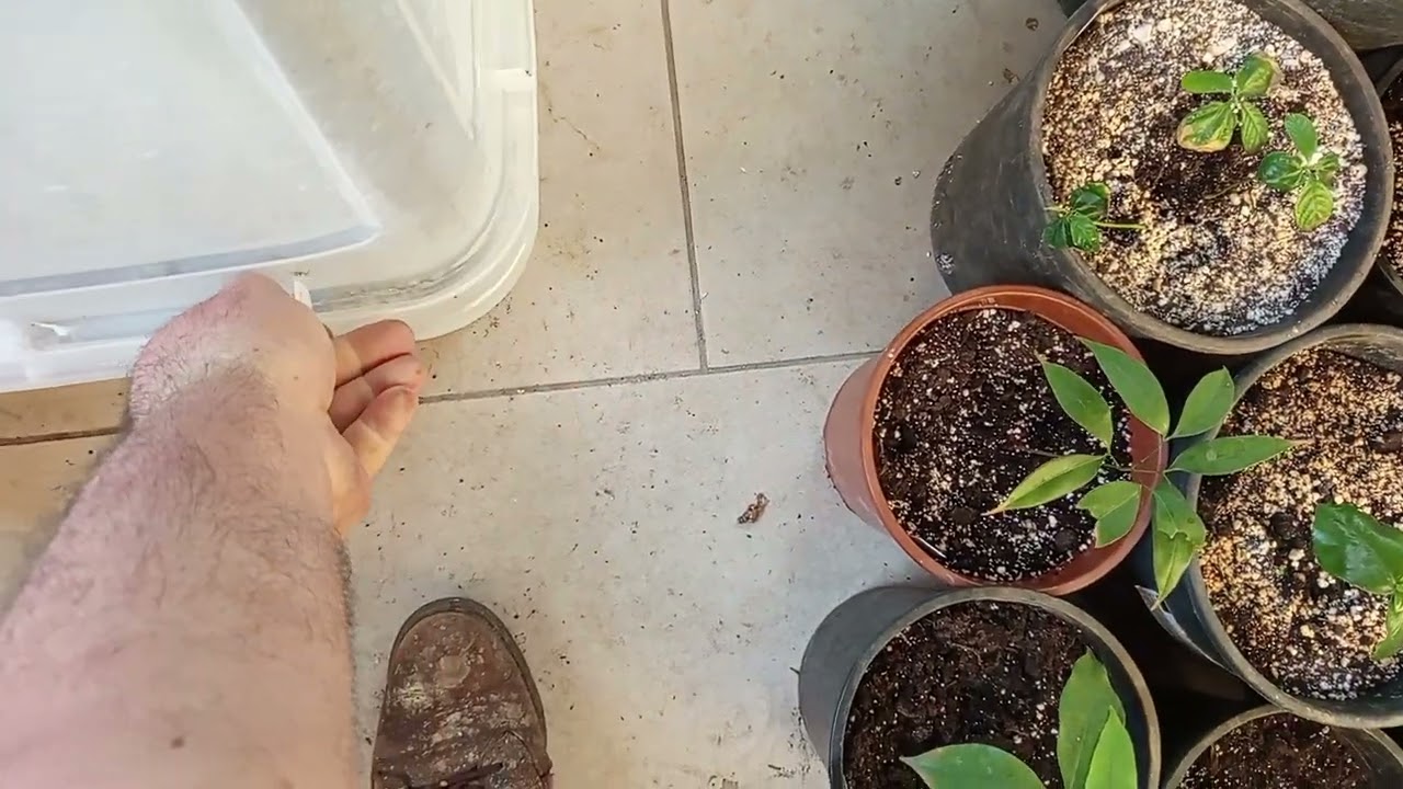 Adjusting seedlings to the ambient air