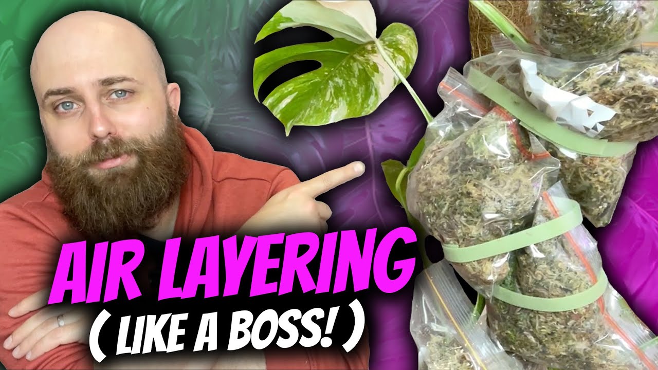 Air layering my Florida Beauties & Monstera deliciosa Albo | Chatty Plant Chores