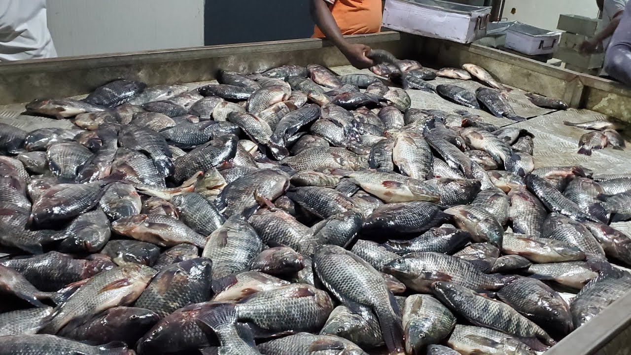 Visite de Lofty Farm, l'usine à tilapia