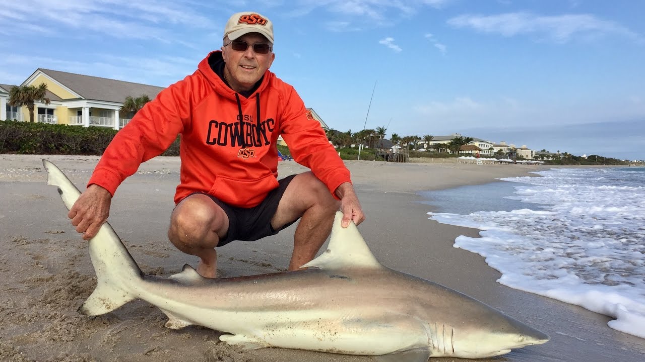 Blacktip Shark surf fishing in Vero Beach, FL 1-27-17