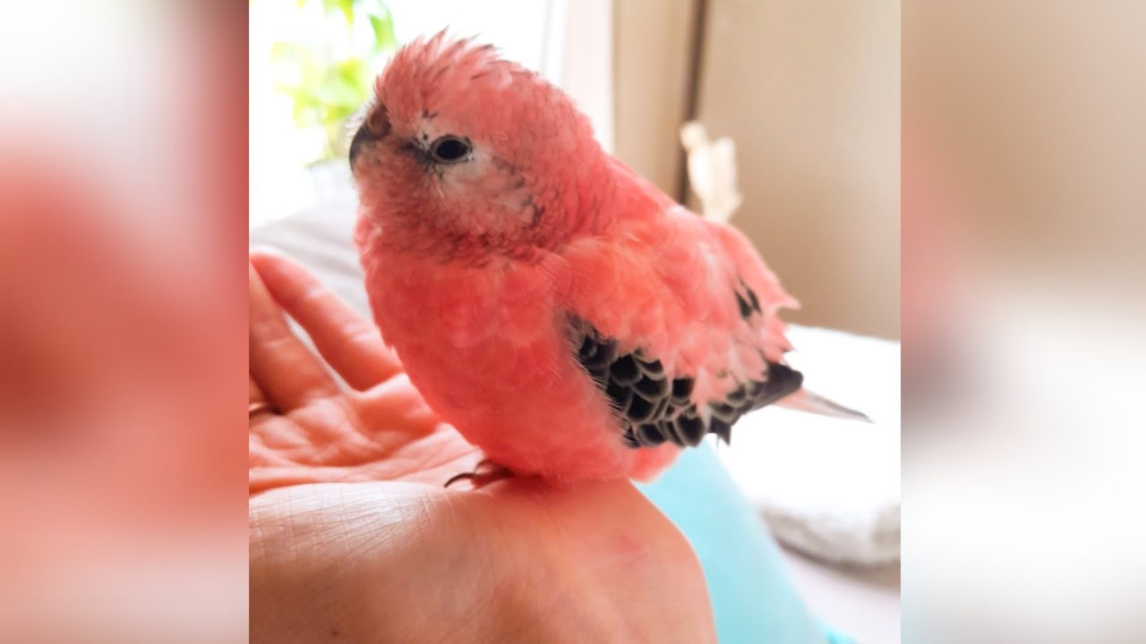 One Minute of relaxing sounds of rosey bourke parakeet / Mingo singing to you all😊