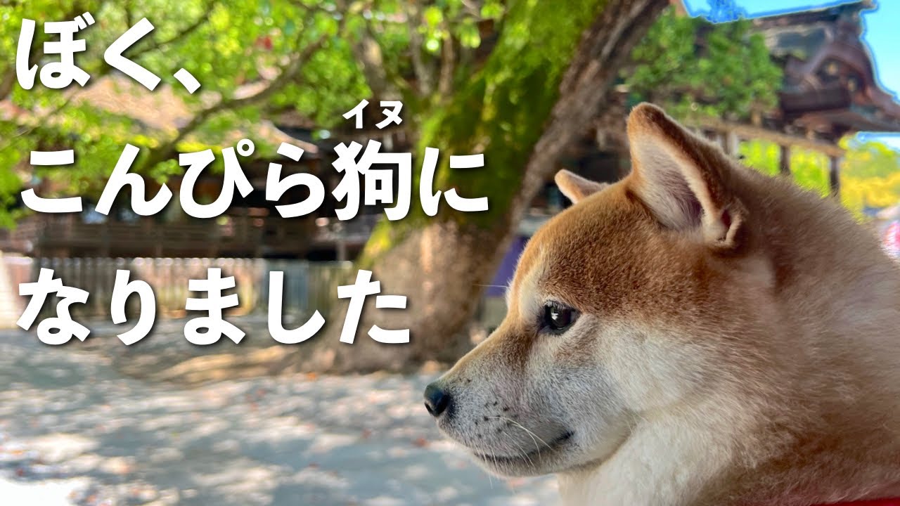【香川】犬と一緒にこんぴら参りしてみた【金刀比羅宮】｜vlog