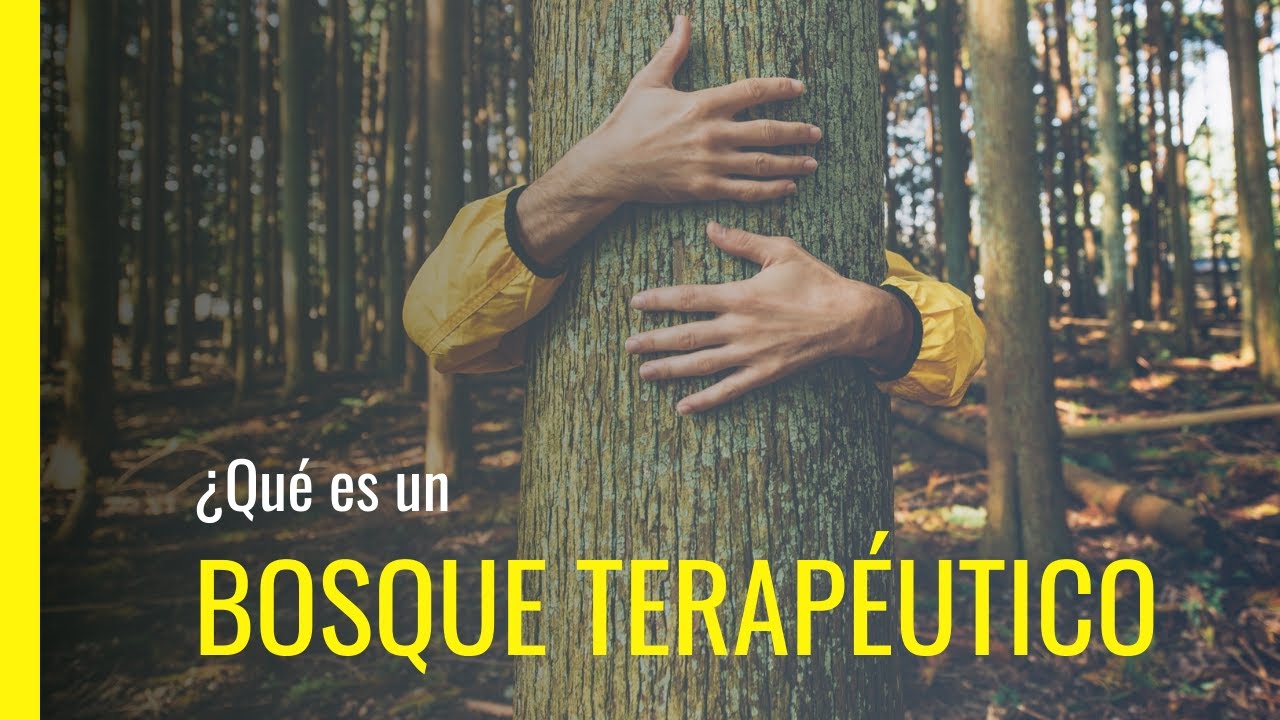 🏞️ ¿Qué es un BOSQUE TERAPEUTICO? 🌳 | Baños de Bosque, Turismo de Salud y BENEFICIOS | Descúbrelo!!!