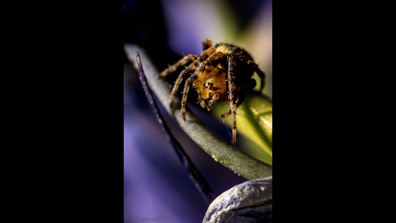 Macro Spider Using Natural Light