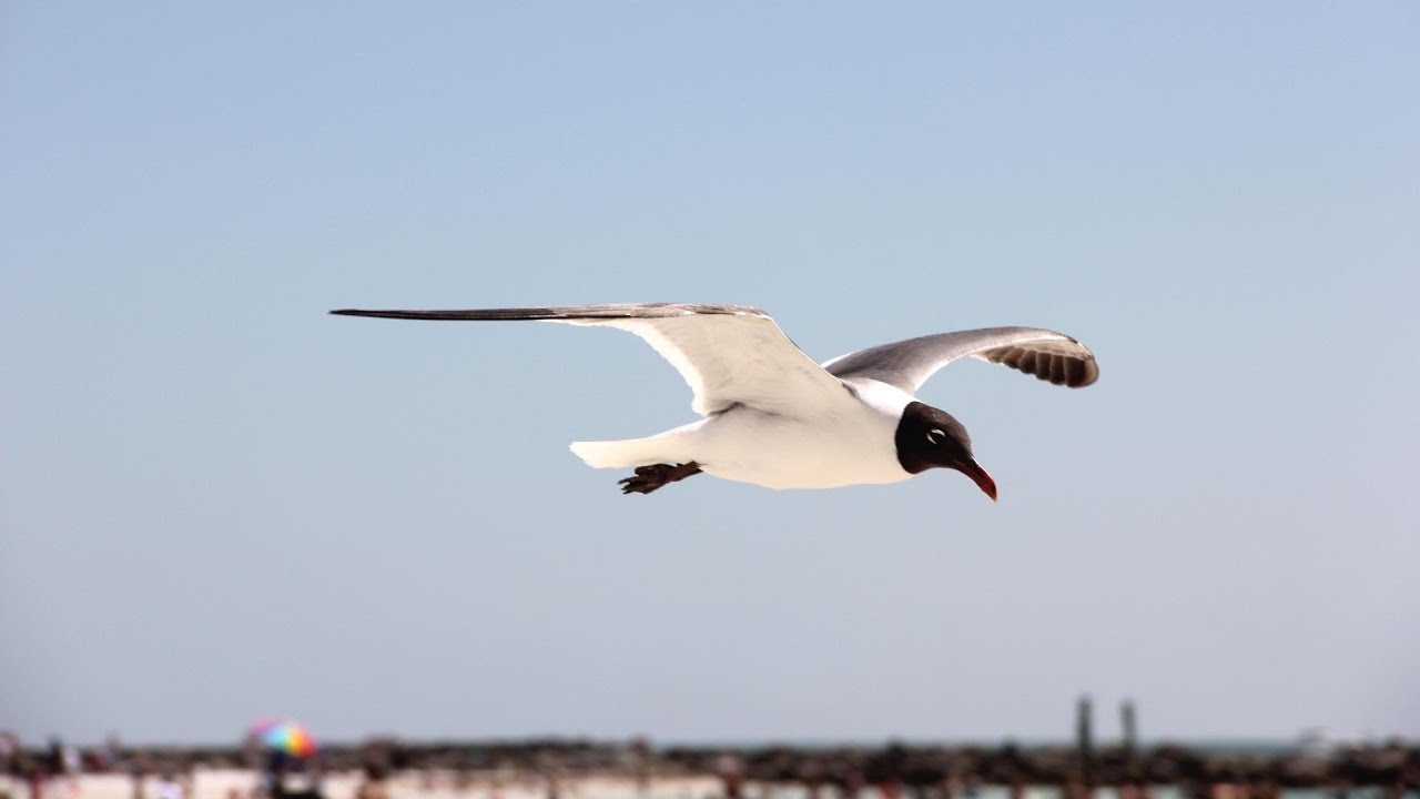 Winter beach walk: Florida, Sarasota