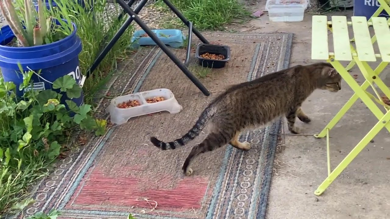 Feeding Feral Cats - March 4, 2026 Vlog