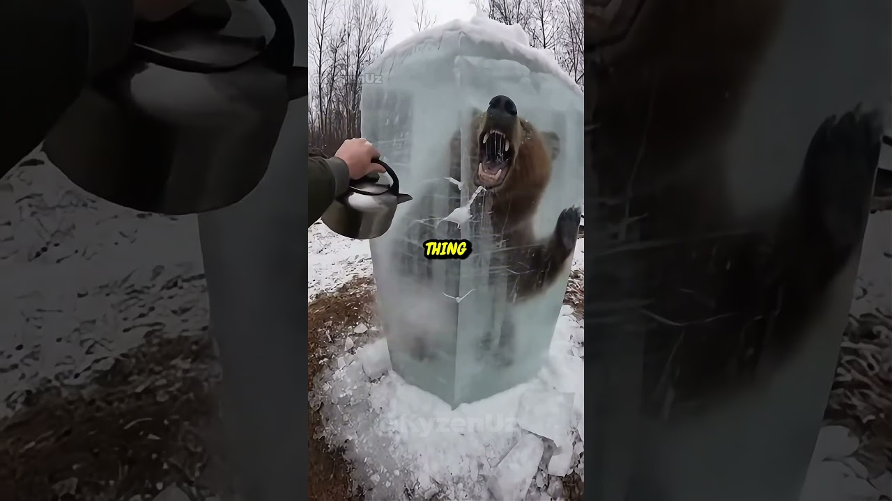 I Found a Bear in a Frozen Den - Rescue Mission 🐻❄️