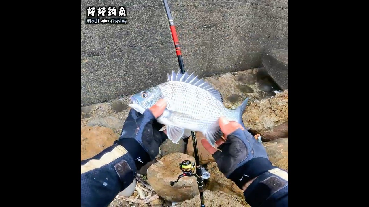 ㄧ般人是不會來這裡的 #滿點生技#瑪吉 #北海#好好釣魚 #大三洋釣具#superiso #黑鯛#淺場