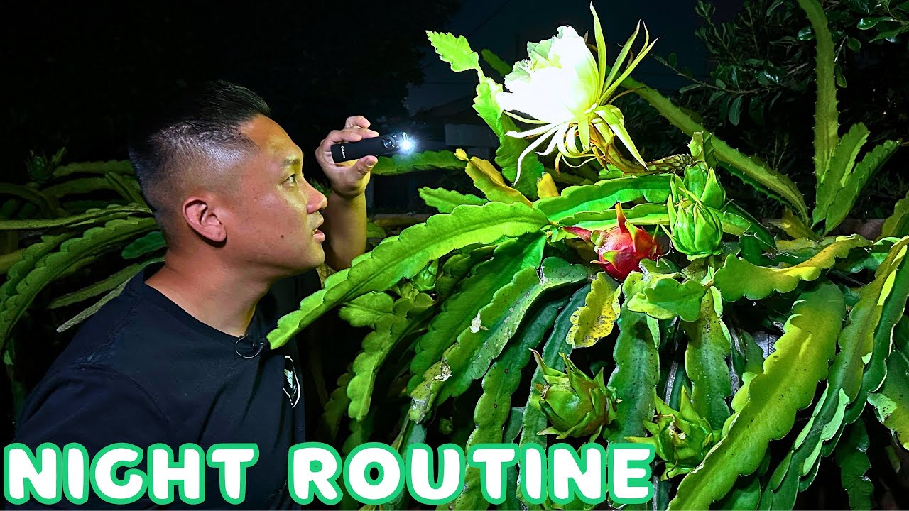 Why I Check My Dragon Fruits Every Night During The Season + Q&A For Common Questions