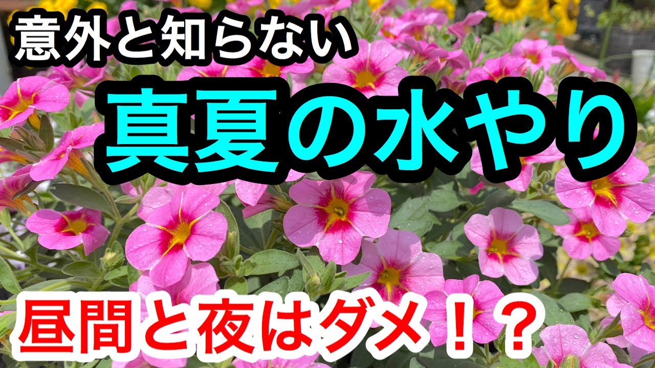 意外と知らない『真夏の水やり』最後まで大切なお話しです😊