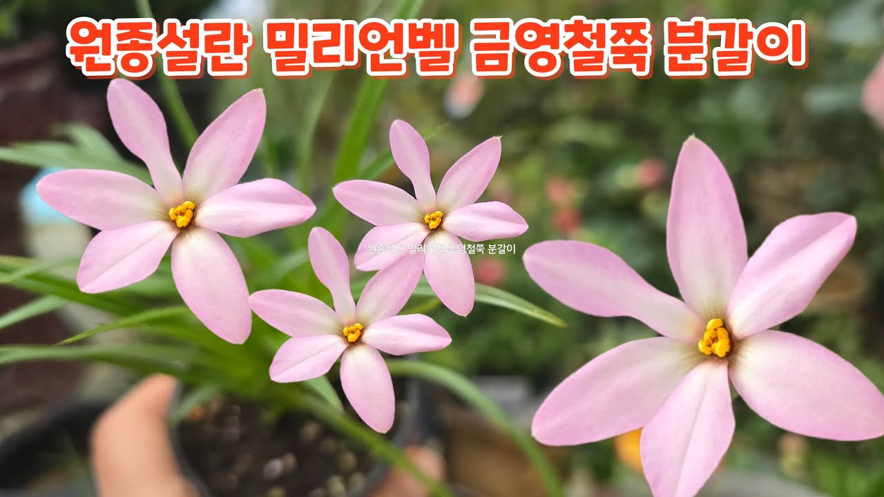 #원종설란 #밀리언벨 #금영철쭉 #분갈이 키우기 흙배합 #처음처럼야생화