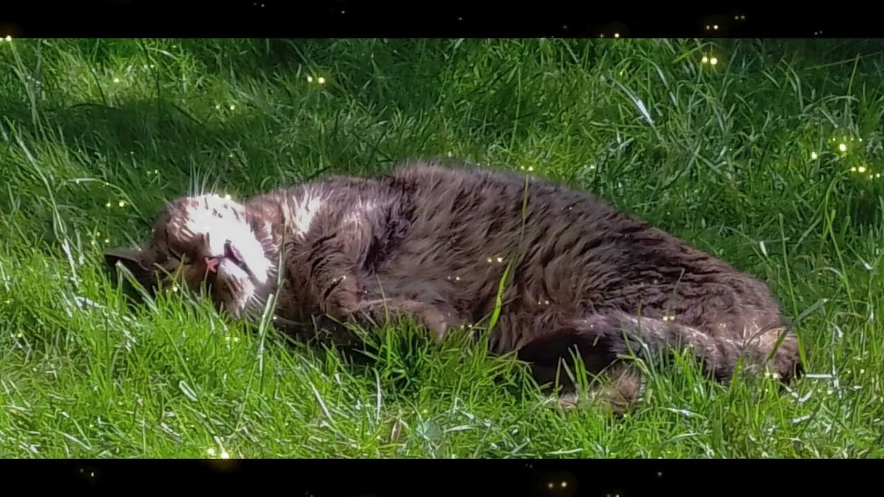 RELAXING SLEEPING CAT in Lush Green Grass 🐱🌿 Nature Sounds ASMR for Stress Relief & Sleep