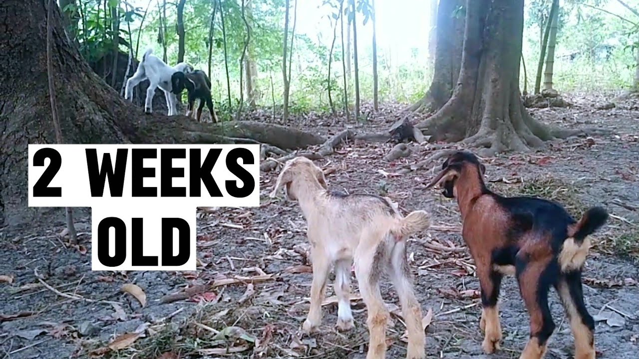 2 WEEKS OLD KAMBING