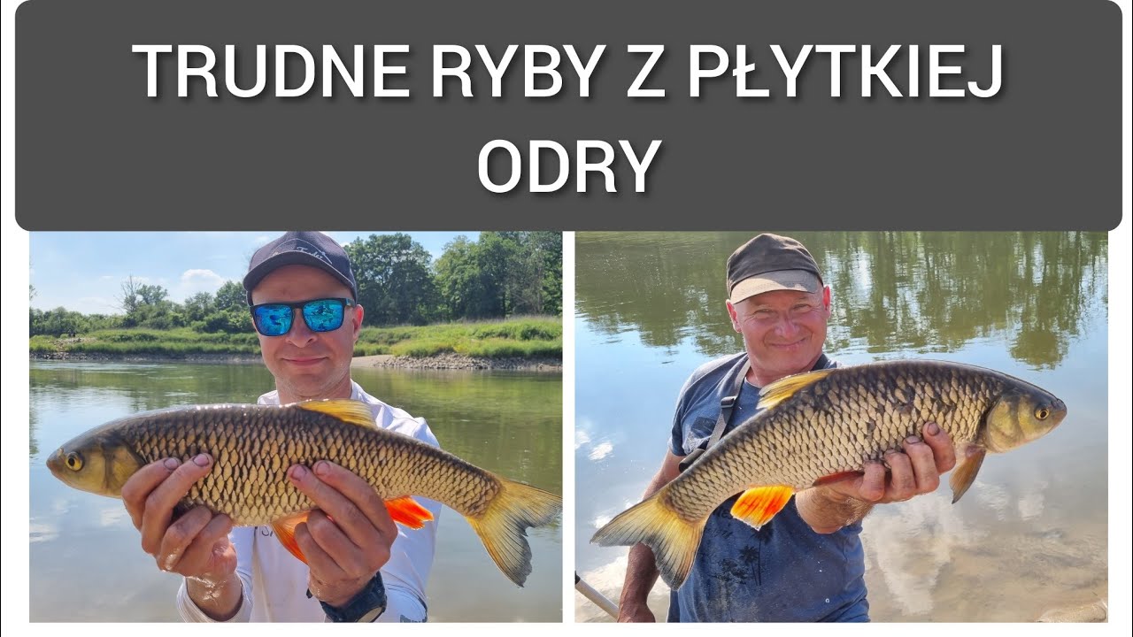 310 FEEDER Z GRABOWSKIM GRZEŚKIEM - TRUDNE RYBY Z PŁYTKIEJ ODRY
