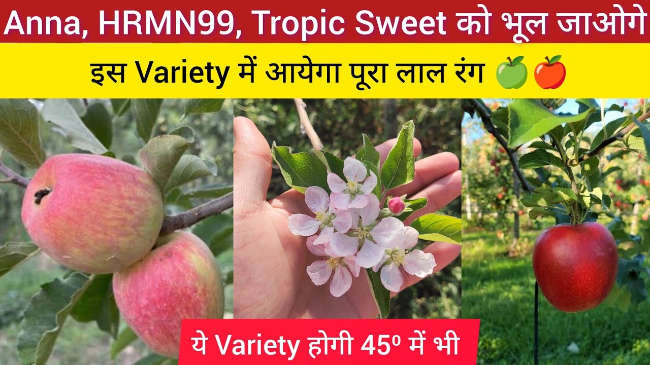 ये Variety कर देगी Anna HRMN99 Tropic Sweet को Fail | Hot Climate Apple Secret Variety 🍏🍎