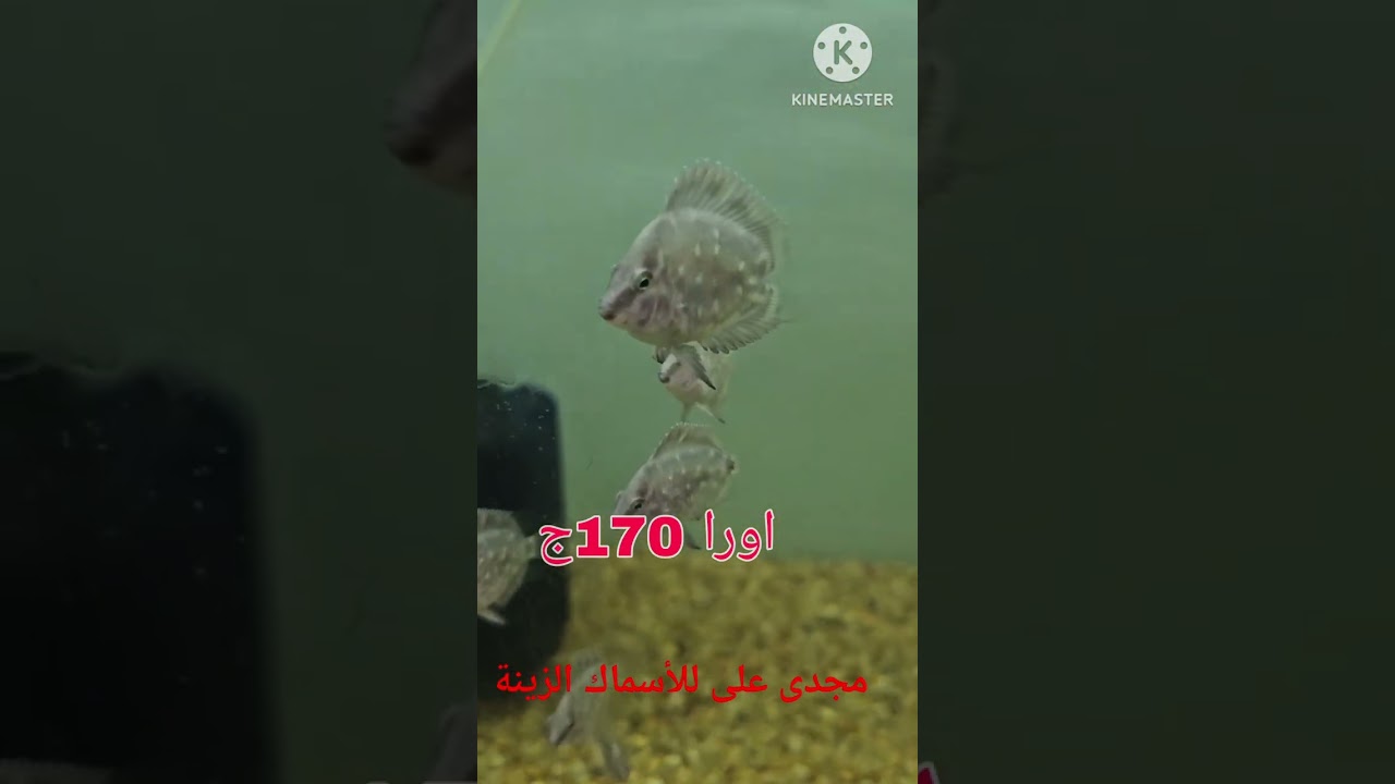 اسماك العمر الطويل