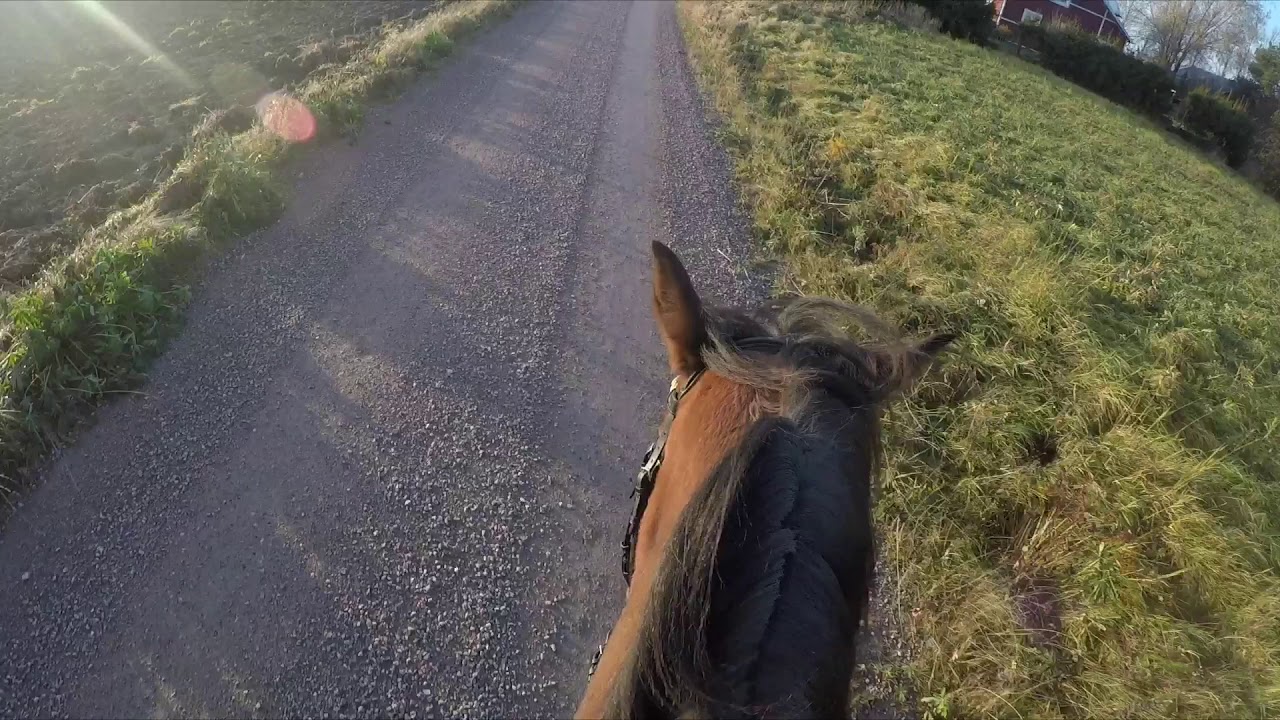 Pigg och busig Mibell 🐎💨
