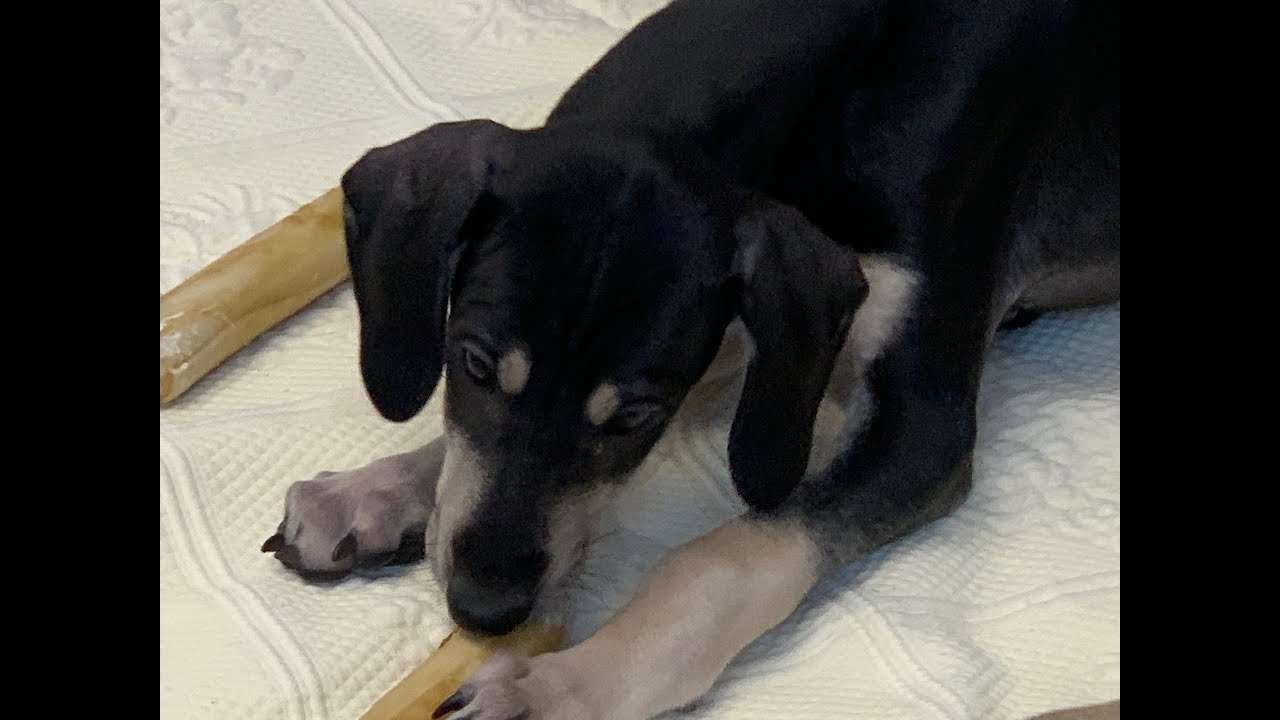 The Ocerico H Litter at weeks 7-8.5