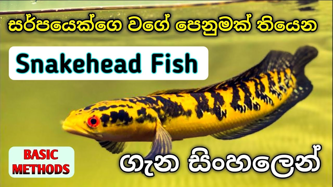 Snakehead Fish Care Sinhala 🐍| Basic | Channa | හදන්න ගොඩක්ම පහසු ස්නෙක්හෙඩ් මාලු ගැන සිංහලෙන් ...