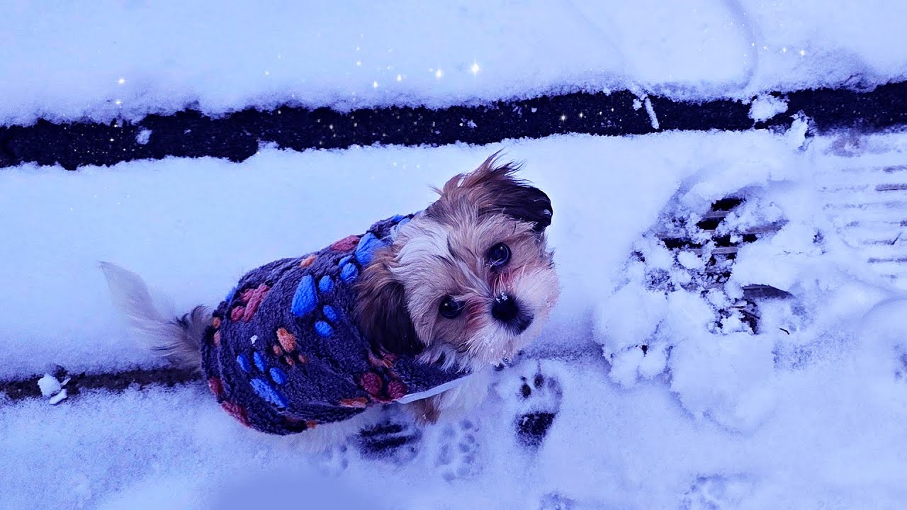 Boomer Puppy Joycie  - Snow Fun