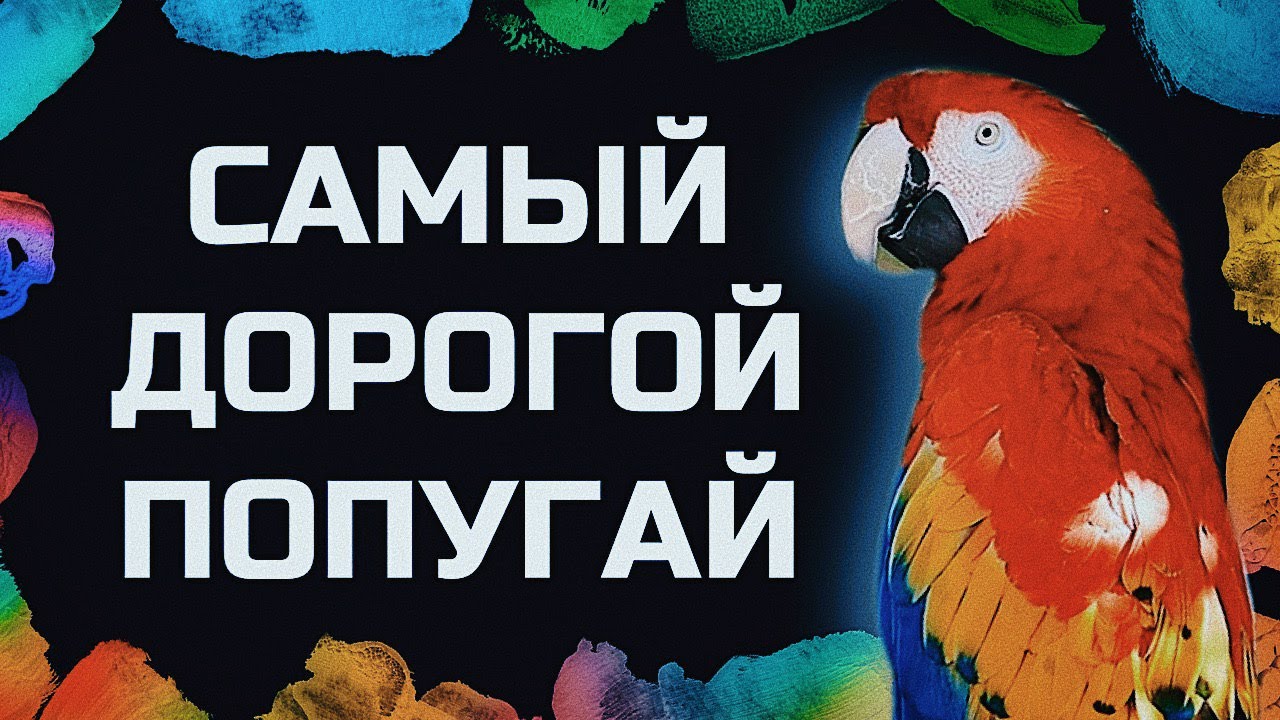 ОГРОМНЫЙ МАГАЗИН! СОВЫ, ПОПУГАИ, ЕЖИКИ И ХОМЯЧКИ! Большой влог о птицах