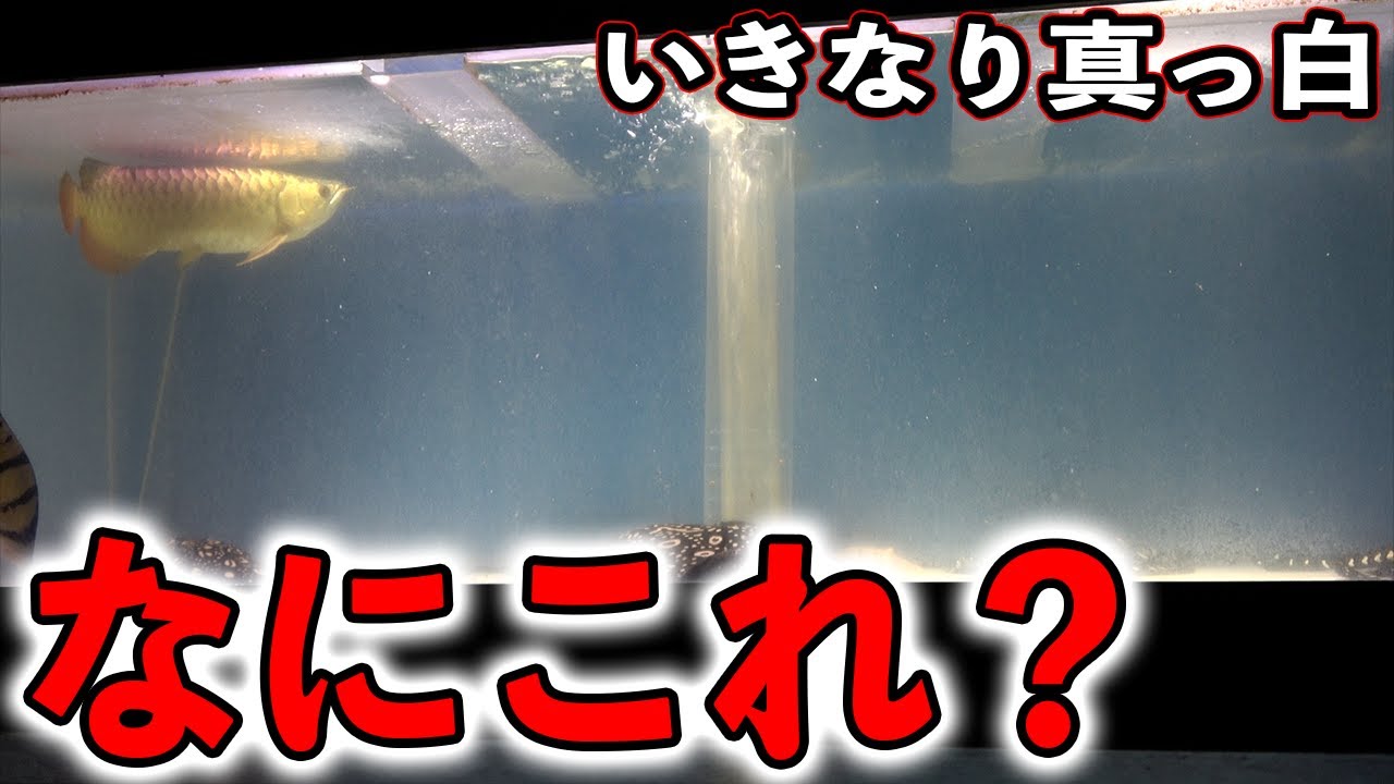 水槽崩壊……突然水槽が真っ白に!?いったい何が？