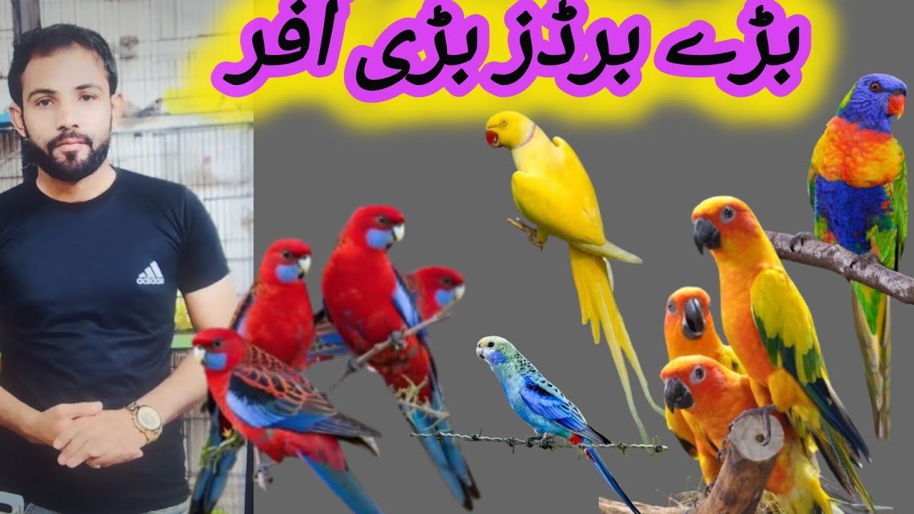 Big  Birds,  Rosella , Suncnore , Chicks par Mazaydar Offer 