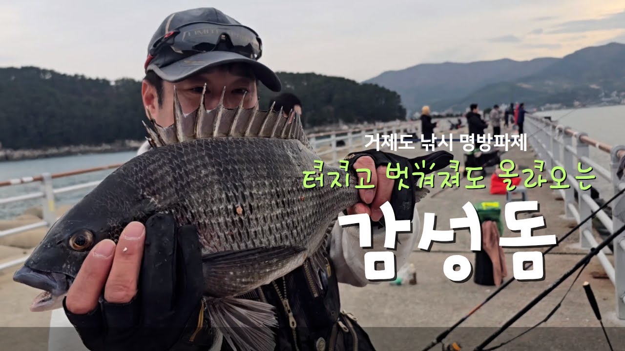 터지고 또 터지고 그래도 감성돔 낚시 잘되는 거제 지세포방파제