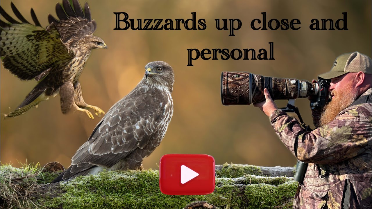 Buzzards Up Close and Personal