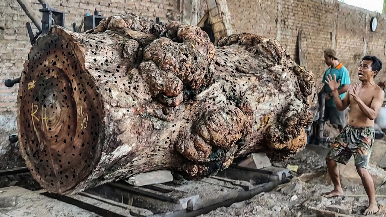 AUSTRALIA & USA CAN’T BELIEVE THIS! Massive Ponorogo Mother Tree Converted into Luxury Timber!