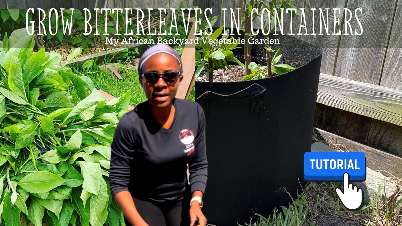 How to Grow BITTERLEAVES in a Container @YAJESGARDEN