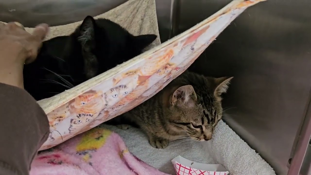 Video of adoptable pet named Primrose (bonded w/ Hawthorne)