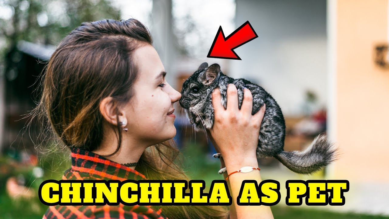 Top 10 Mind-blowing facts about chinchillas, Buying Cost, Diet, Care Sheet Guide for Beginners
