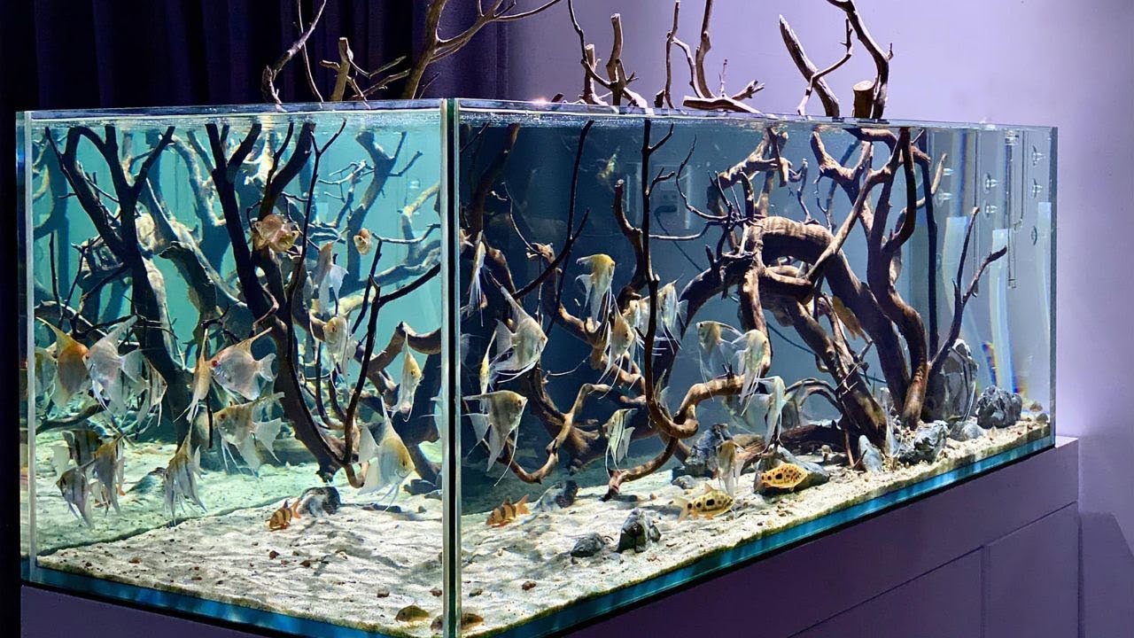 Unbelievable Angelfish Aquarium! Beautiful & Clean Angelfish Aquascape