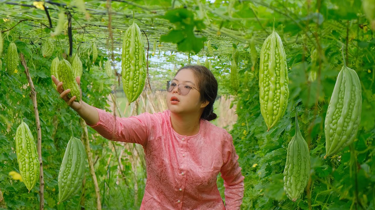 Harvest Bitter Melon Fruit Garden Carry To The Market To Sell | NGOC YEN