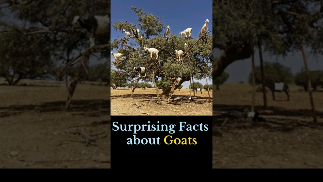 Удивительные факты о козах