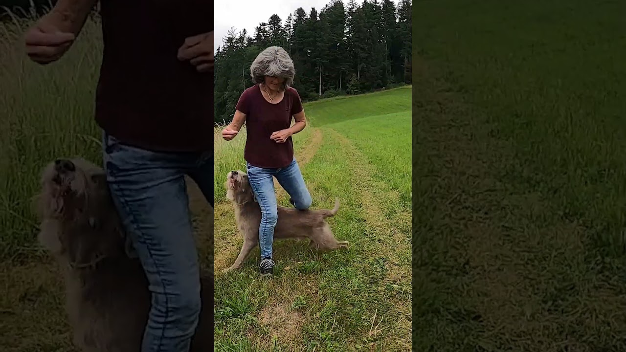 Spielerische Hundearbeit &bdquo;Slalom&ldquo; #Chiens #Hundeplausch #Dog